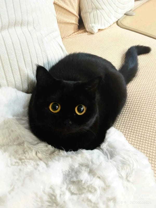 ảnh mèo đen 29