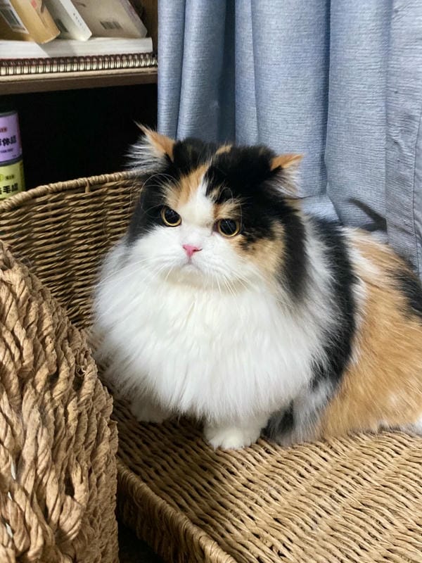 ảnh mèo giận cute 1