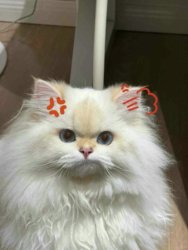 ảnh mèo giận cute 10