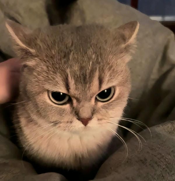 ảnh mèo giận cute 11