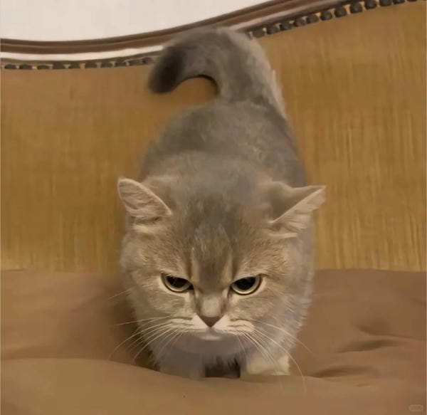 ảnh mèo giận cute 12