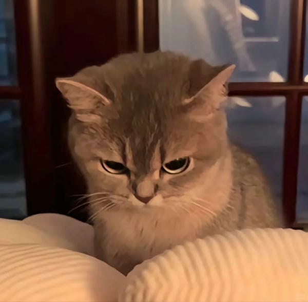 ảnh mèo giận cute 14