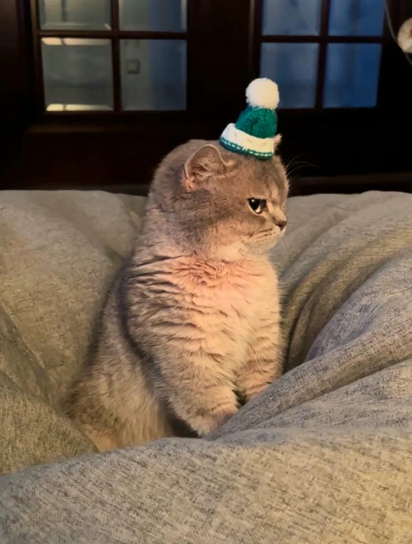 ảnh mèo giận cute 15