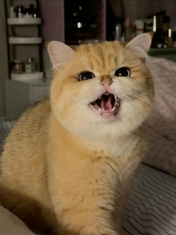 ảnh mèo giận cute 16