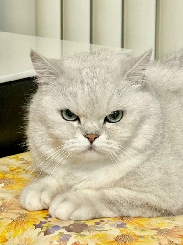 ảnh mèo giận cute 17