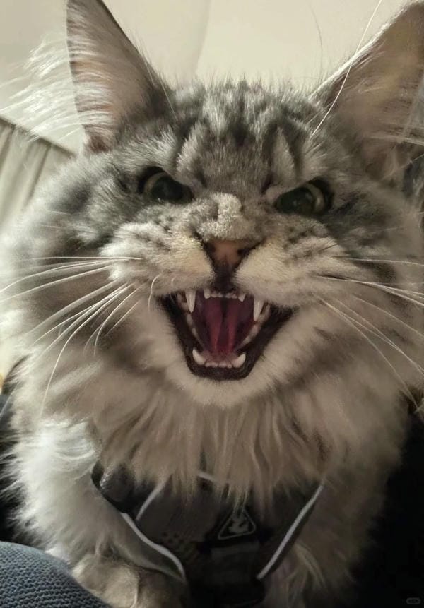 ảnh mèo giận cute 18