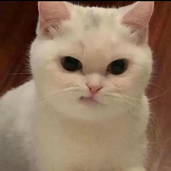 ảnh mèo giận cute 19