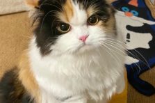 Tuyển chọn 109+ ảnh mèo giận cute nhìn là muốn dỗ dành ngay