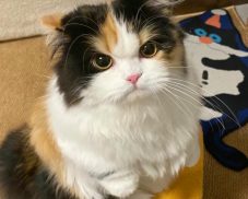 Tuyển chọn 109+ ảnh mèo giận cute nhìn là muốn dỗ dành ngay