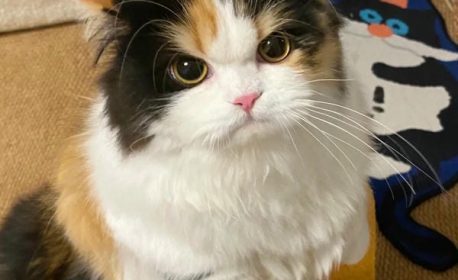 Tuyển chọn 109+ ảnh mèo giận cute nhìn là muốn dỗ dành ngay