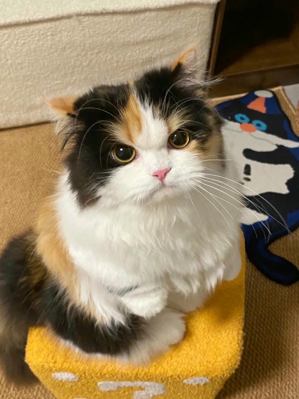 ảnh mèo giận cute 2