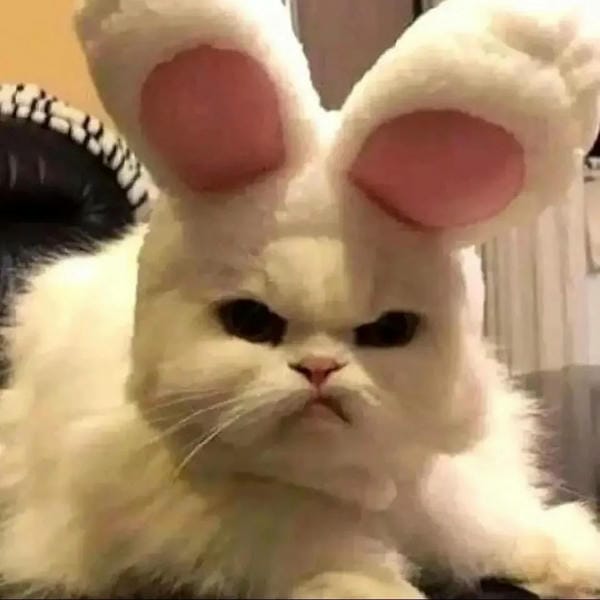 ảnh mèo giận cute 21