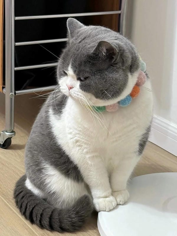 ảnh mèo giận cute 22