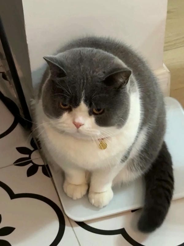 ảnh mèo giận cute 23