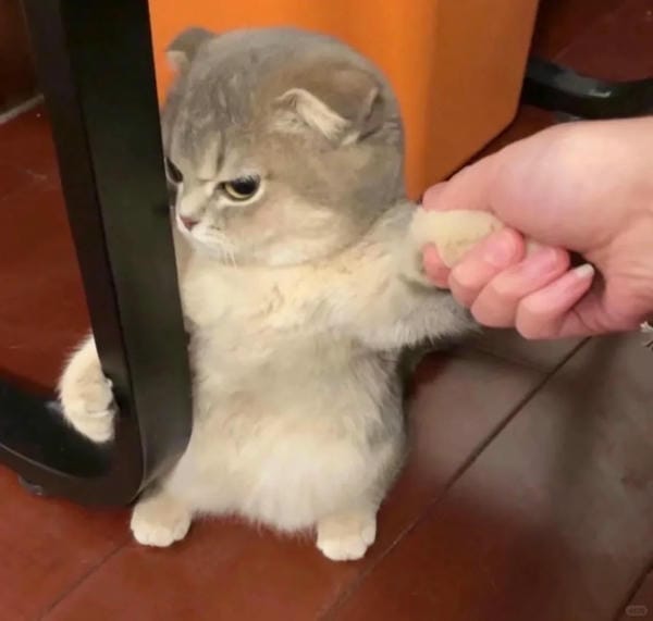 ảnh mèo giận cute 24