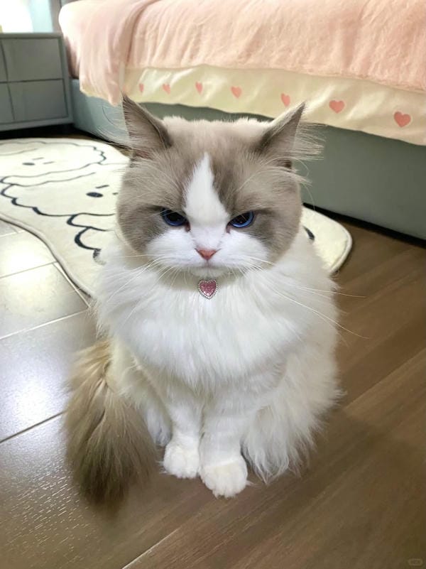 ảnh mèo giận cute 25