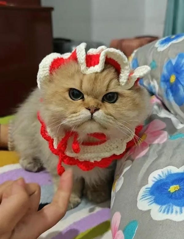 ảnh mèo giận cute 27