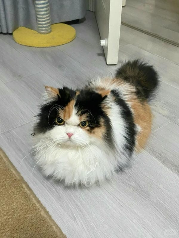 ảnh mèo giận cute 29