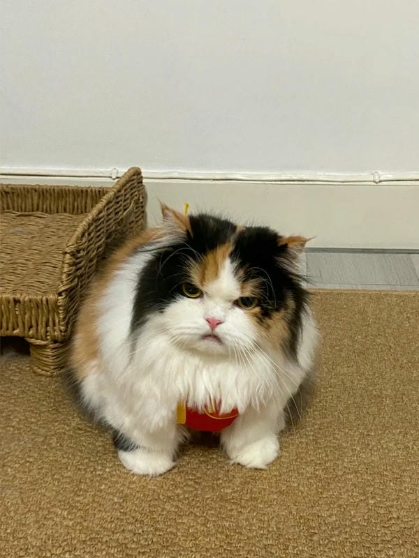 ảnh mèo giận cute 3