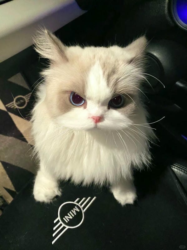 ảnh mèo giận cute 4