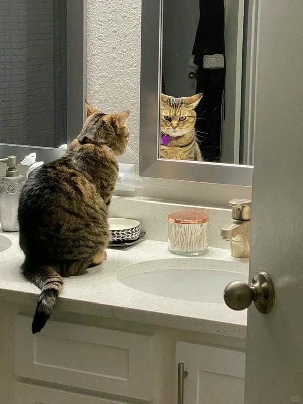 ảnh mèo giận cute 6