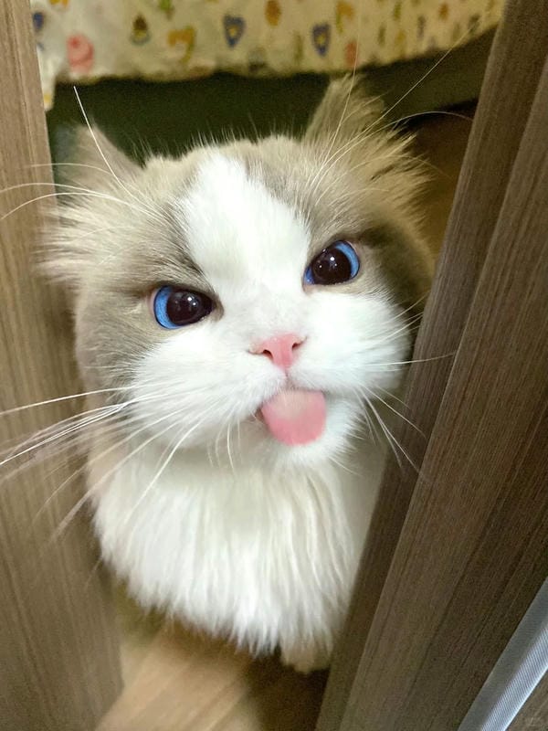 ảnh mèo giận cute 7