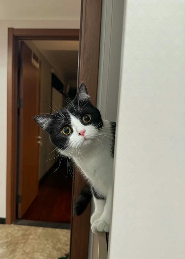 ảnh mèo ngáo cute 1