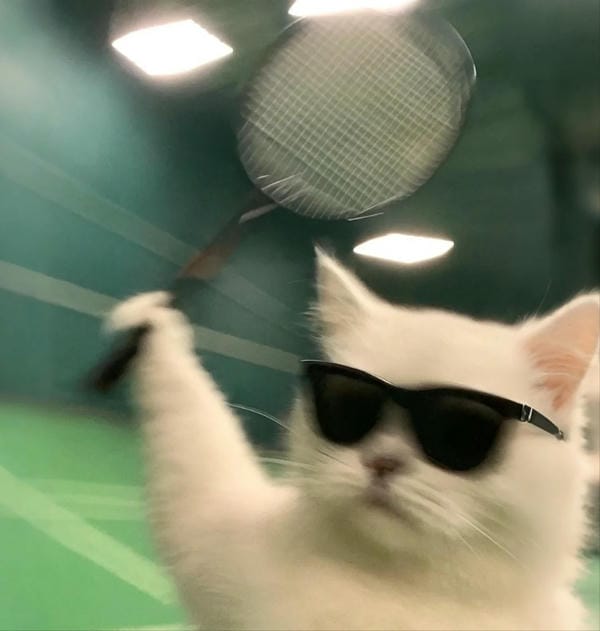 ảnh mèo ngáo cute 10