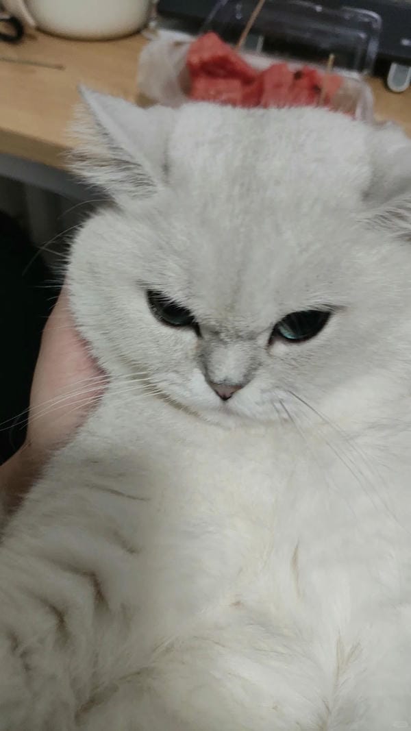 ảnh mèo ngáo cute 12