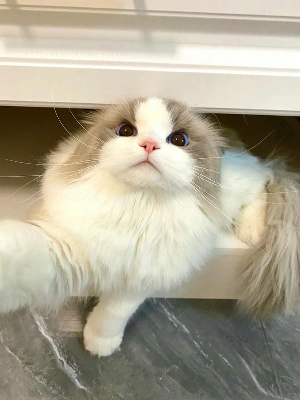 ảnh mèo ngáo cute 13