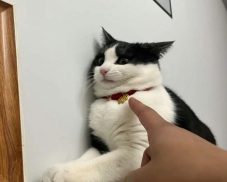 Cười banh nóc với bộ sưu tập 250+ ảnh mèo ngáo cute hot nhất