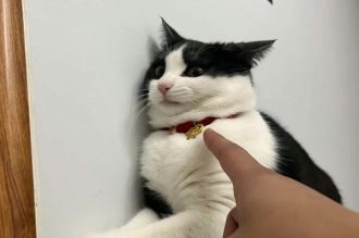 Cười banh nóc với bộ sưu tập 250+ ảnh mèo ngáo cute hot nhất