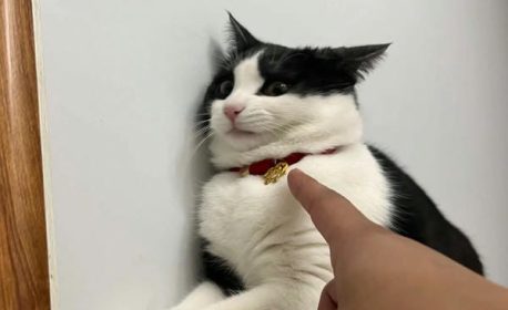 Cười banh nóc với bộ sưu tập 250+ ảnh mèo ngáo cute hot nhất