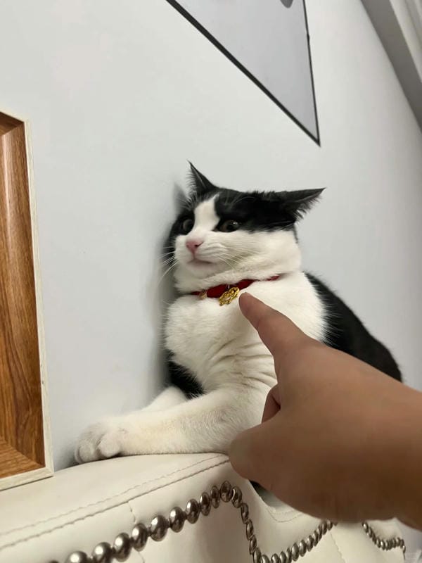 ảnh mèo ngáo cute 14