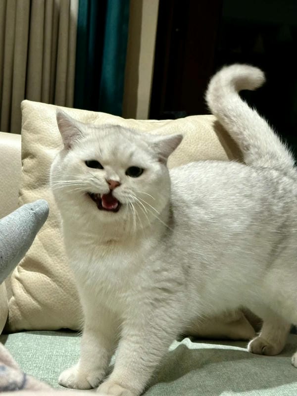 ảnh mèo ngáo cute 16