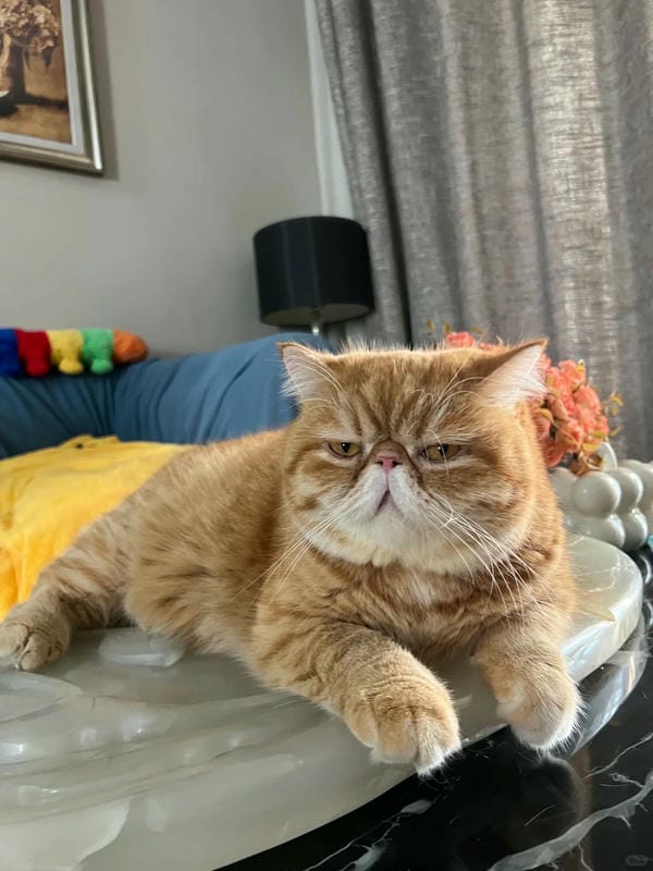 ảnh mèo ngáo cute 17