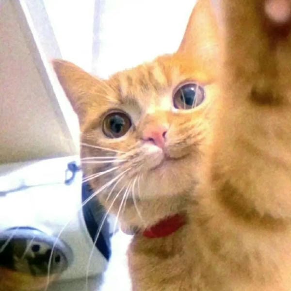 ảnh mèo ngáo cute 19