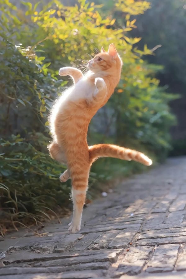 ảnh mèo ngáo cute 2