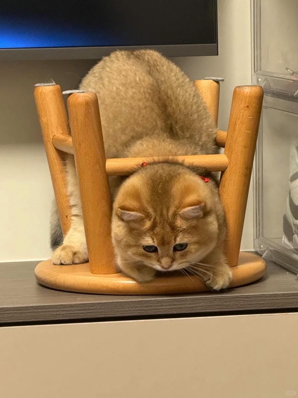 ảnh mèo ngáo cute 22