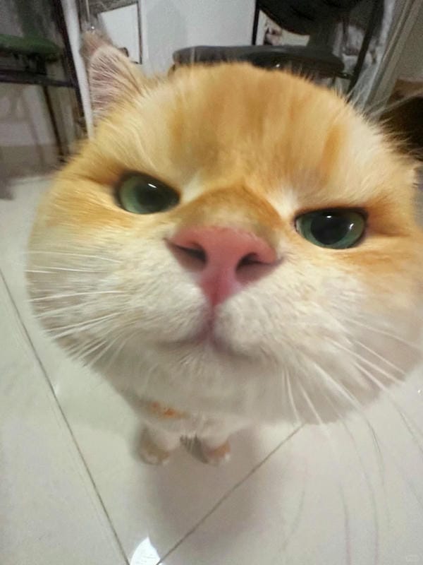 ảnh mèo ngáo cute 24