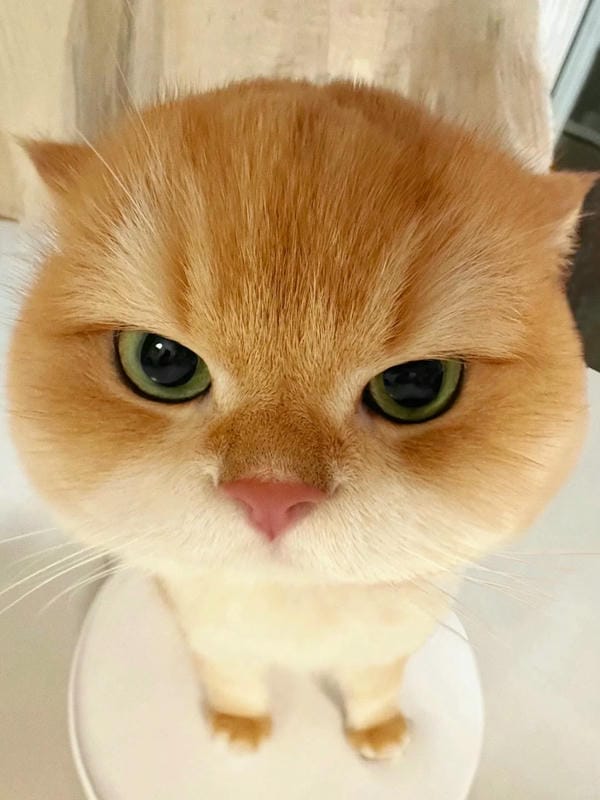 ảnh mèo ngáo cute 25