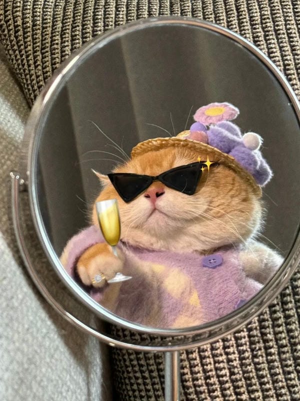 ảnh mèo ngáo cute 26