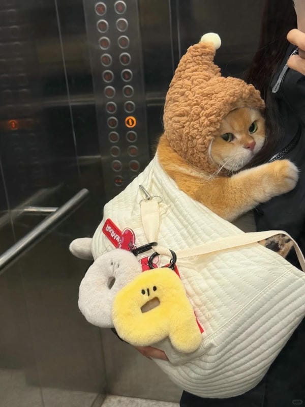 ảnh mèo ngáo cute 27