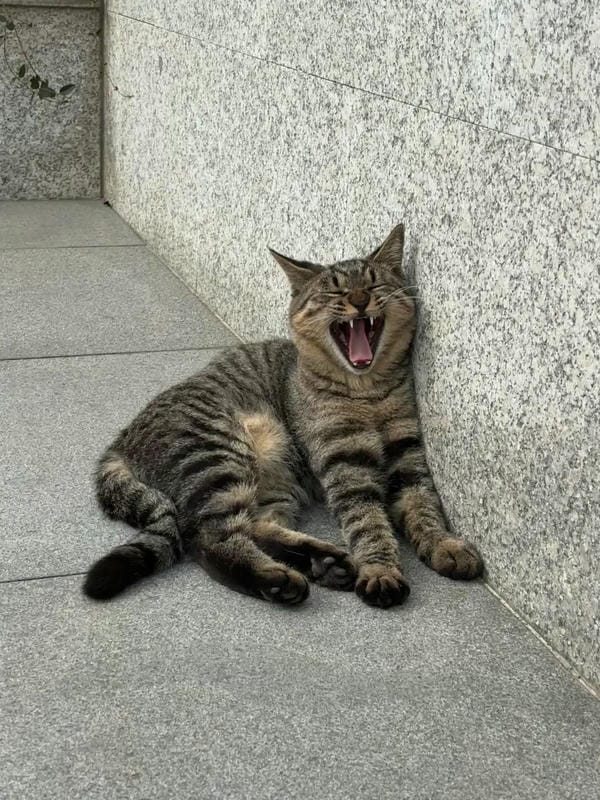 ảnh mèo ngáo cute 28