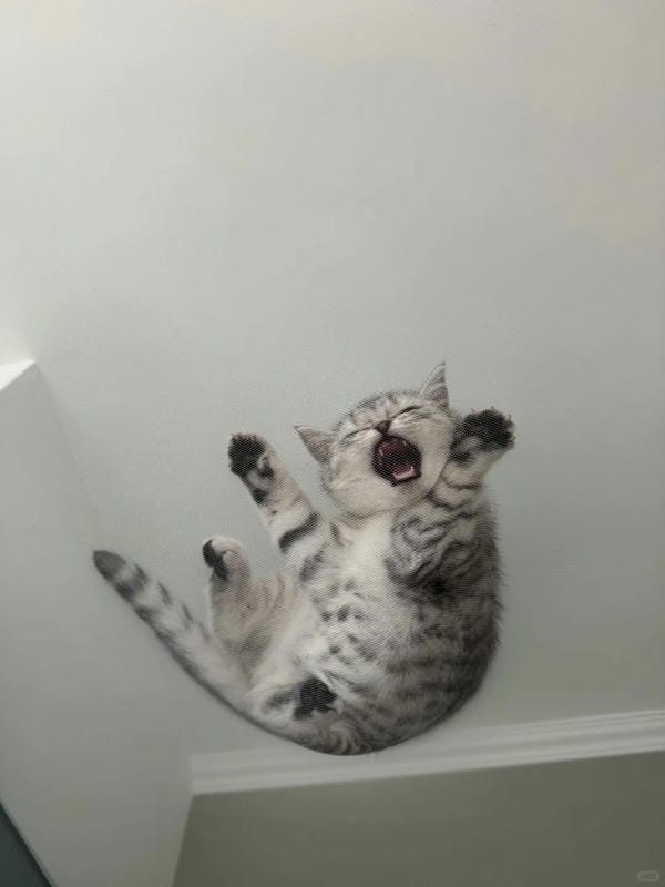 ảnh mèo ngáo cute 29