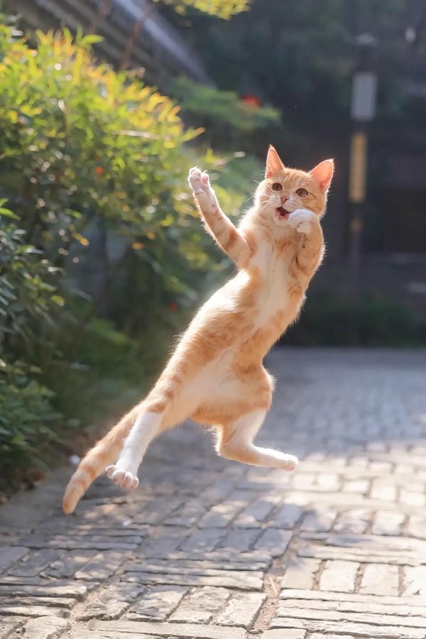 ảnh mèo ngáo cute 3