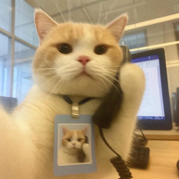 ảnh mèo ngáo cute 30