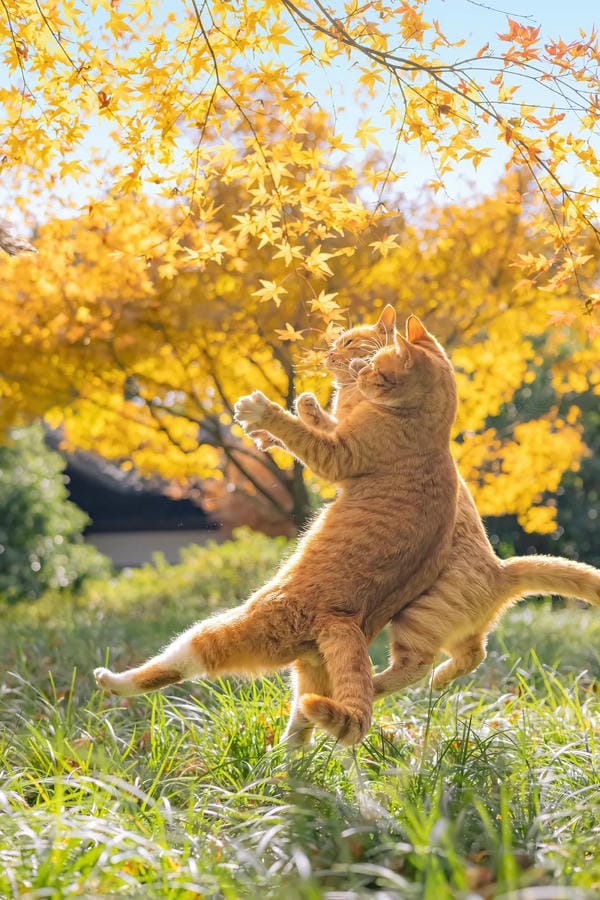 ảnh mèo ngáo cute 5