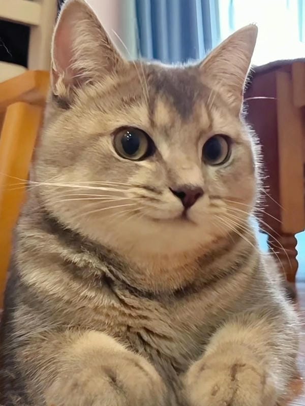 ảnh mèo ngáo cute 6