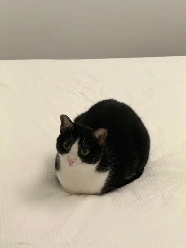 ảnh mèo ngáo cute 7